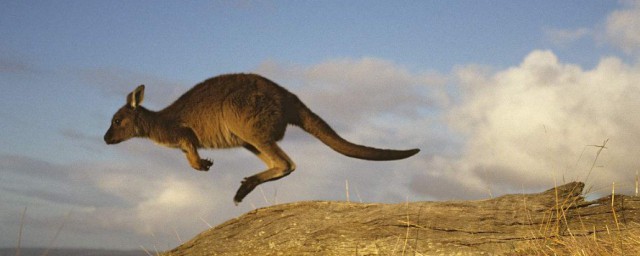 袋鼠之國是哪個國傢 澳大利亞被稱為袋鼠之國