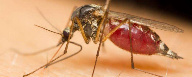 滅蚊蟲的方法 滅蚊蟲的方法有哪些
