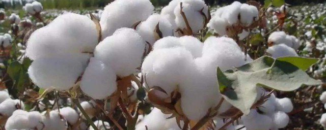 棉花的取樣方法 棉花檢驗取樣方法