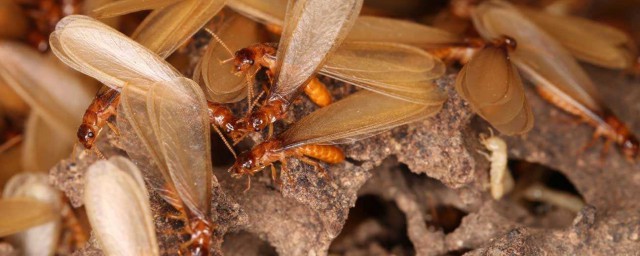 治飛螞蟻的方法 滅治白蟻的5種常用方法