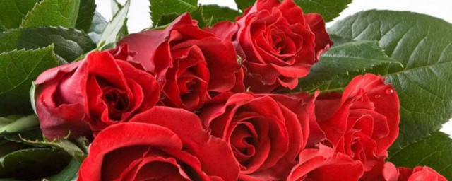 玫瑰的幹燥方法 玫瑰的幹燥方法簡述