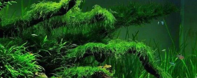 草缸的綠藻怎麼處理 處理綠藻的方法