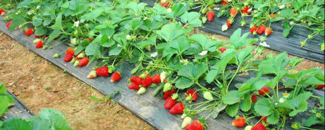 草梅種植時間和方法 如何種植草莓