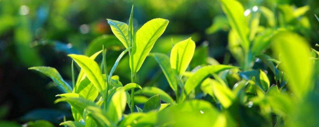 綠茶啥意思 關於綠茶的介紹