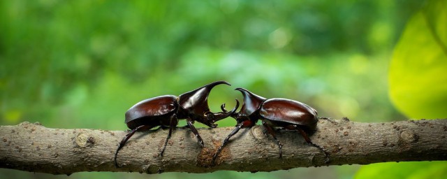 甲蟲吃什麼食物 甲蟲有多少種