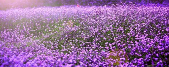 紫色的花有哪些 紫色的三種花介紹
