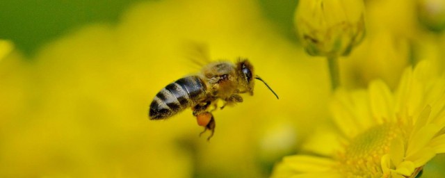 小蜜蜂比喻什麼樣的人 小蜜蜂形容什麼人