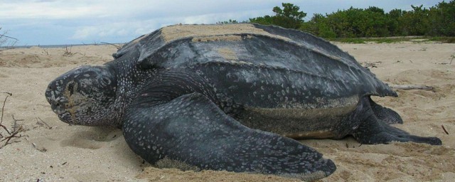 世界上體型最大的海龜是 世界上體型最大的海龜介紹