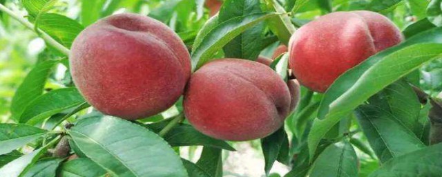 桃子吃多瞭會怎樣 桃子吃多瞭的影響