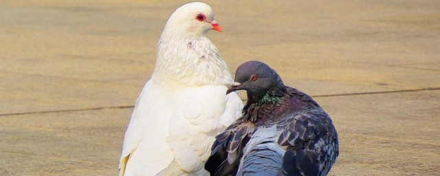 鴿子怎樣分公母 鴿子分公母的方法