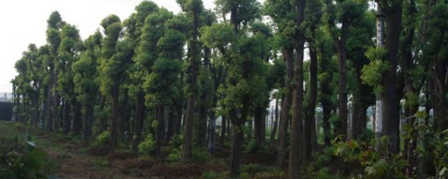 大香樟樹怎樣做盆景 香樟樹樁怎麼制作盆景