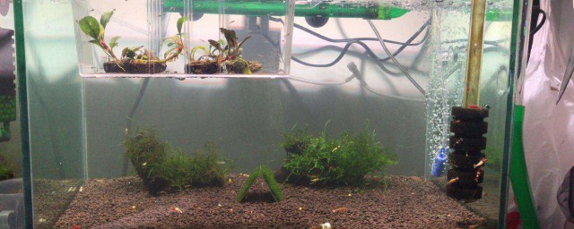 水草缸冒泡怎麼處理 為什麼魚缸裡的水草會冒泡