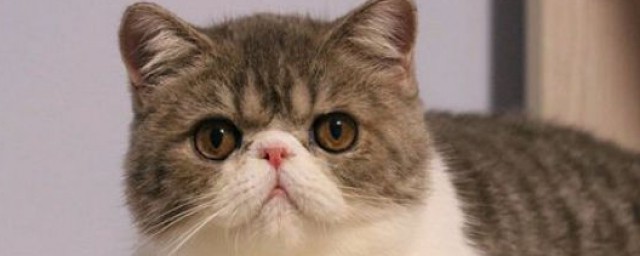加菲貓為什麼不能養 不能飼養的原因
