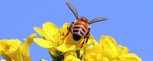 蜜蜂采蜂蜜怎麼做 蜜蜂是怎麼采集蜂蜜的