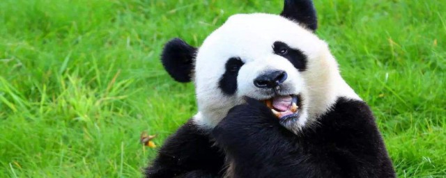 大熊貓愛吃的竹子是草還是樹 大熊貓愛吃什麼