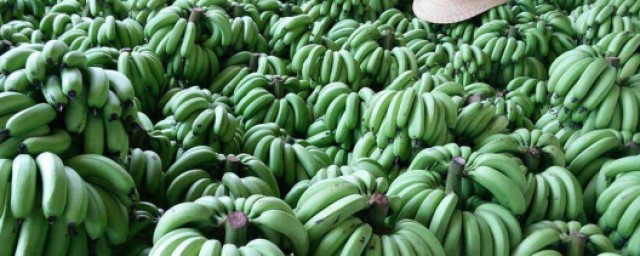 香蕉有沒有種子 種植香蕉的一些方法