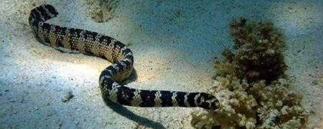 海蛇有毒嗎 海蛇有毒