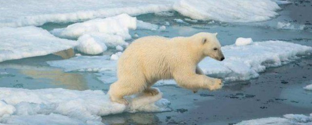 南極有北極熊嗎 南極有沒有北極熊