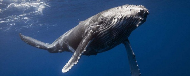 鯨魚能吃嗎 鯨魚簡介