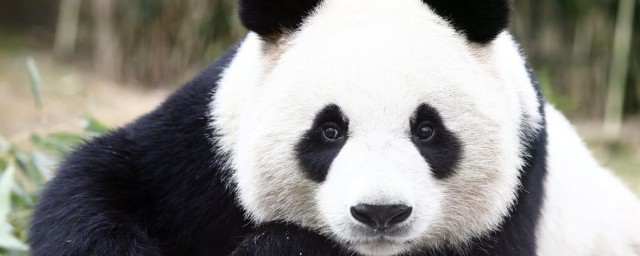 大熊貓是什麼科 大熊貓科普