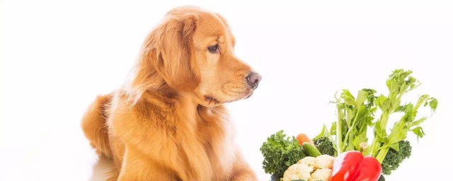 狗能吃桃子嗎 桃有什麼功效