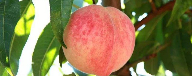 桃子的功效與作用禁忌 桃子的好處與壞處