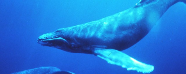 關於鯨魚的資料 關於鯨魚的資料簡述