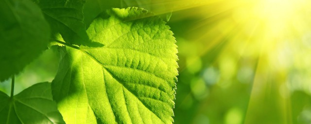 綠色植物的光合作用 光合作用的能量轉換過程是怎樣的