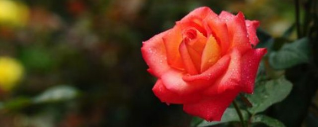 33朵玫瑰代表什麼寓意 皇室婚禮中的玫瑰花語