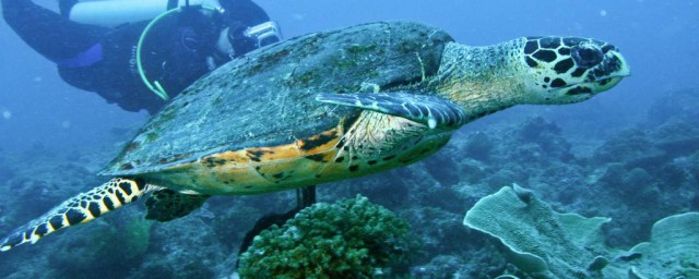 最大的海龜是什麼 最大的海龜介紹