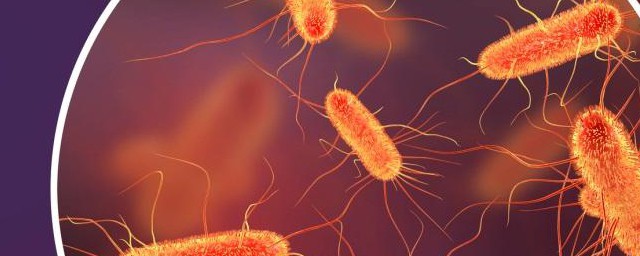 腸道中細菌主要有 腸道中細菌有什麼