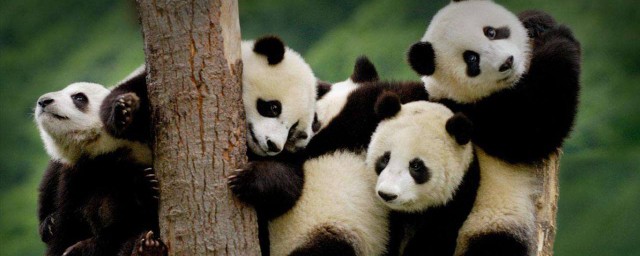 大熊貓生活在哪裡 熊貓生活區域