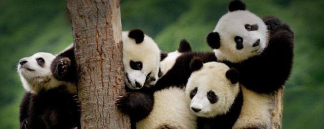 大熊貓生活在什麼地方 大熊貓生活區域