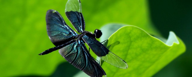 蜻怎麼組詞 蜻怎麼組詞和詳情解釋