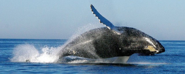 關於鯨的資料 鯨的詳細介紹