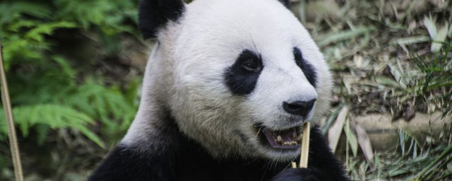 大熊貓資料簡介 關於大熊貓的資料