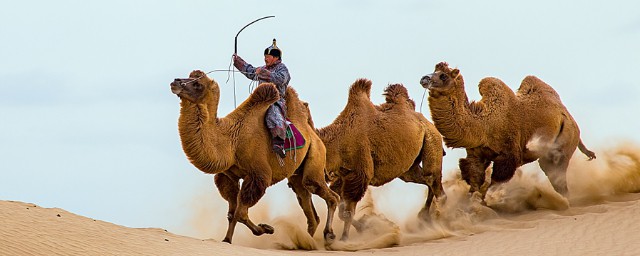 沙漠駱駝原唱 沙漠駱駝簡介