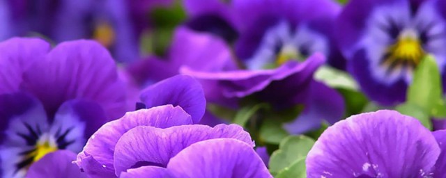 紫羅蘭花語 紫羅蘭花語是什麼