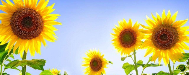 太陽花的花語 太陽花的花語是什麼
