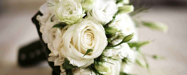 白玫瑰的花語 白玫瑰的花語是什麼