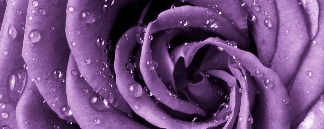紫玫瑰花語 紫玫瑰花語是什麼