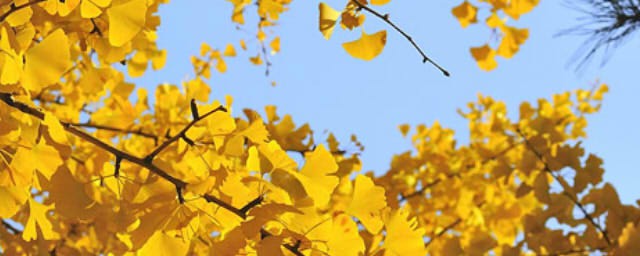 關於秋天的詩歌 關於秋天的詩歌有哪些
