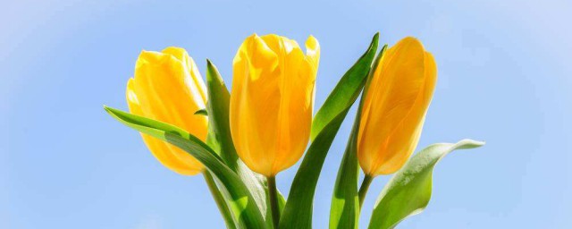 鬱金香是哪個國傢的國花 是荷蘭的國花