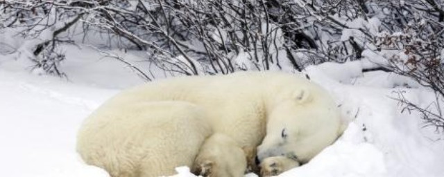 哪些動物冬眠 多種冬眠動物