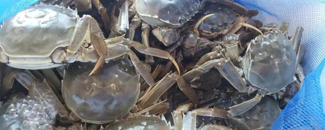 螃蟹怎麼把腳上黑東西洗幹凈 大閘蟹營養價值
