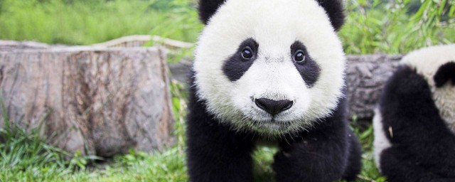 熊貓的介紹 熊貓簡介