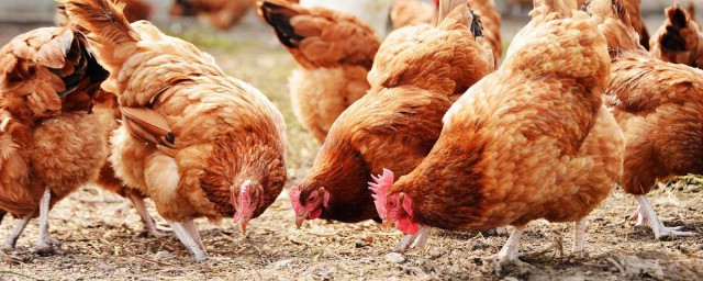 禽流感是哪一年發生的 禽流感發生時間