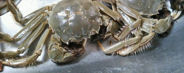 大閘蟹死瞭能吃嗎 不可以吃死的大閘蟹