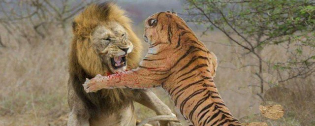 老虎和獅子誰厲害 各自有什麼特點