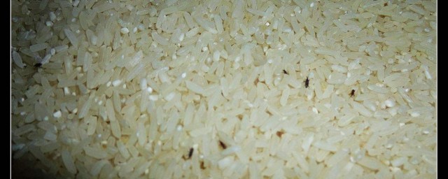 大米生蟲還能吃嗎 大米生蟲可以吃嗎